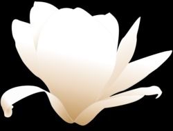 magnolia flower white