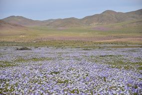 landscape of blooming hills