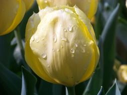 tulips yellow flower buds light