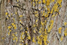 lichen on tree bark nature