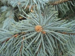 blue spruce branch as background