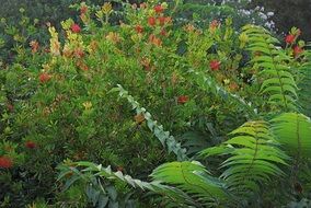 plant green nature fern leaves
