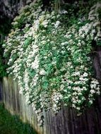 nature flowers outdoors blossom