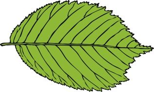 leaf green oval veins serrated
