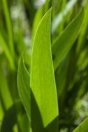 green leaves of iris