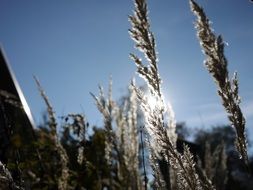 sun blue grass light background