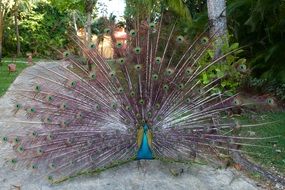 peacock animal feather