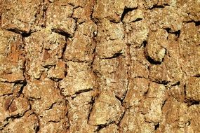 oak bark as a background