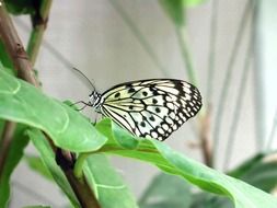 butterfly spotted wing pattern