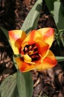 lily tattoo flower love sunshine