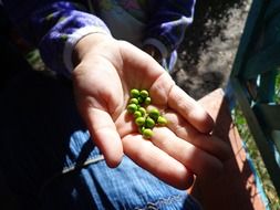 hand skin peas green light
