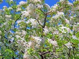 blossoms flowers white cherry