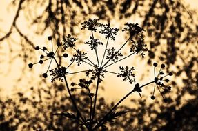 silhouette of a plant in sepia