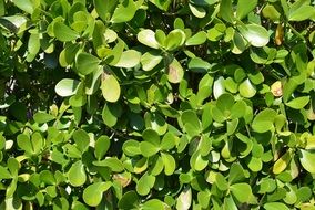 greenery leaves plant leaf foliage