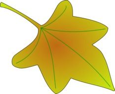 leaf plant vine tree nature