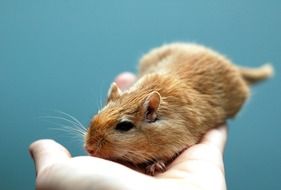 animal rodent gerbil pet small