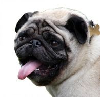 dog pug isolated white background