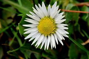 white daisy flower