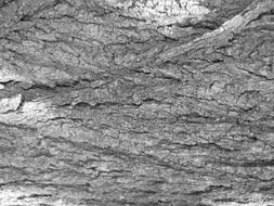 closeup photo of tree bark texture