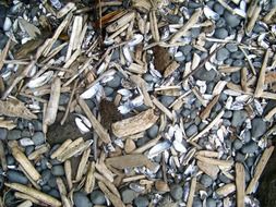 beach shells driftwood pebbles
