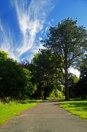 path way tree trees nature green