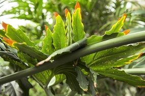 exotic tropical leaves green plant