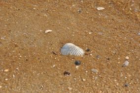 shell on the wet sand