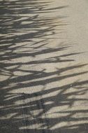 Shadow of a cornfield on a road