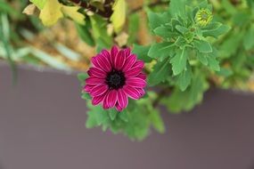 pink flower in spring