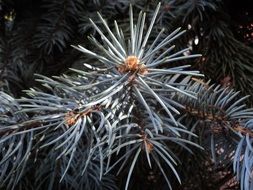 branch of blue spruce