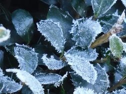 leaves frost nature winter leaf