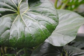 dark green leaves
