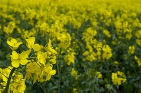canola field agriculture season