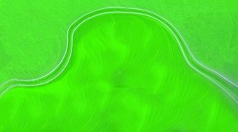 ray on a green pattern