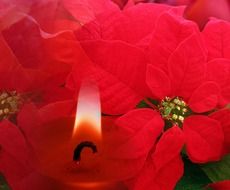 Candle on the background of poinsettia flowers