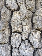 tree bark texture wood trunk