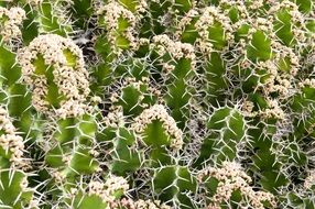 cactus plant pattern nature green