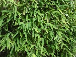 bamboo background leaves green