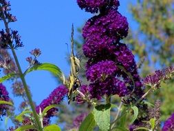 butterfly nature summertime