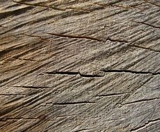 wood grain tree stump rings