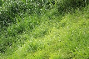 green leaves pattern