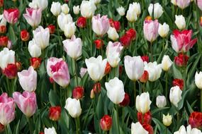 tulips tulip white red pink