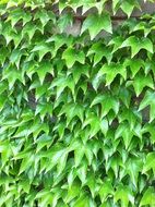 ivy green wall plant texture leaf