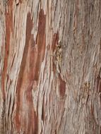 tree bark wood nature texture