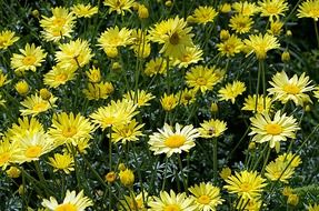 yellow flowers in summertime