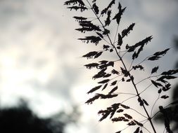 grass silhouette nature summer