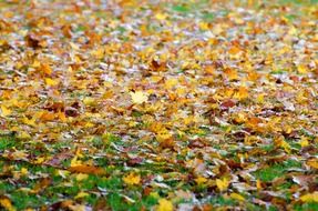 yellow autumn leaves on ground