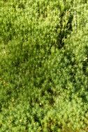 Soft green moss background