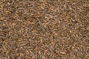 cereals wheat grain background