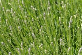 lavender bushes